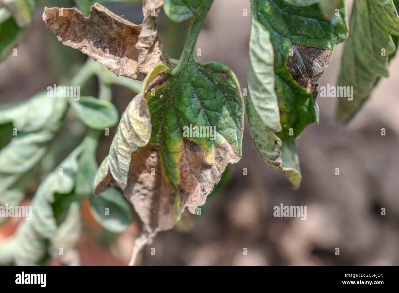 Tomate früh Blight, Pilz Alternaria solani Stockfoto