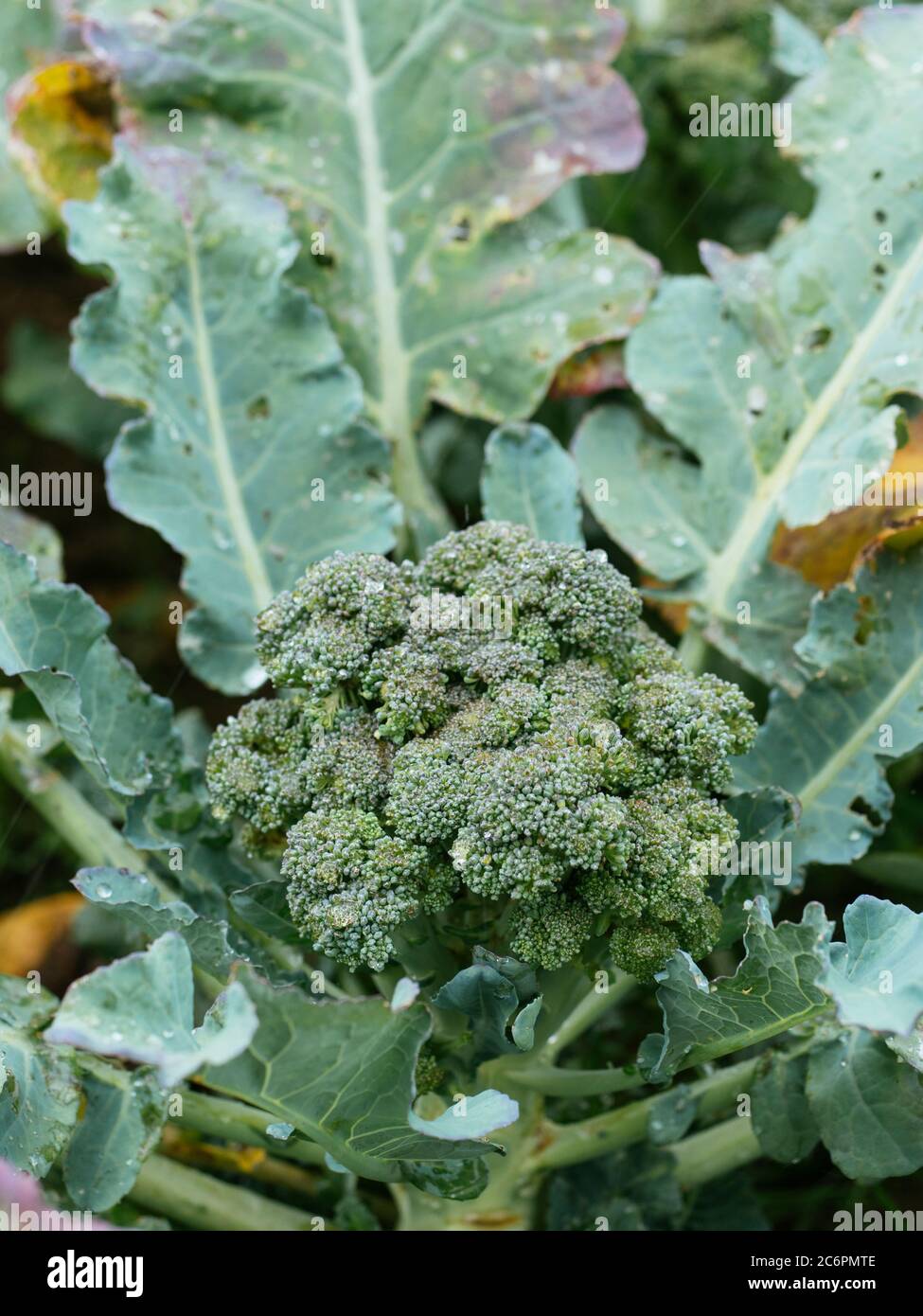 Brokkoli aus biologischem Anbau in einem Gemüsegarten Stockfoto