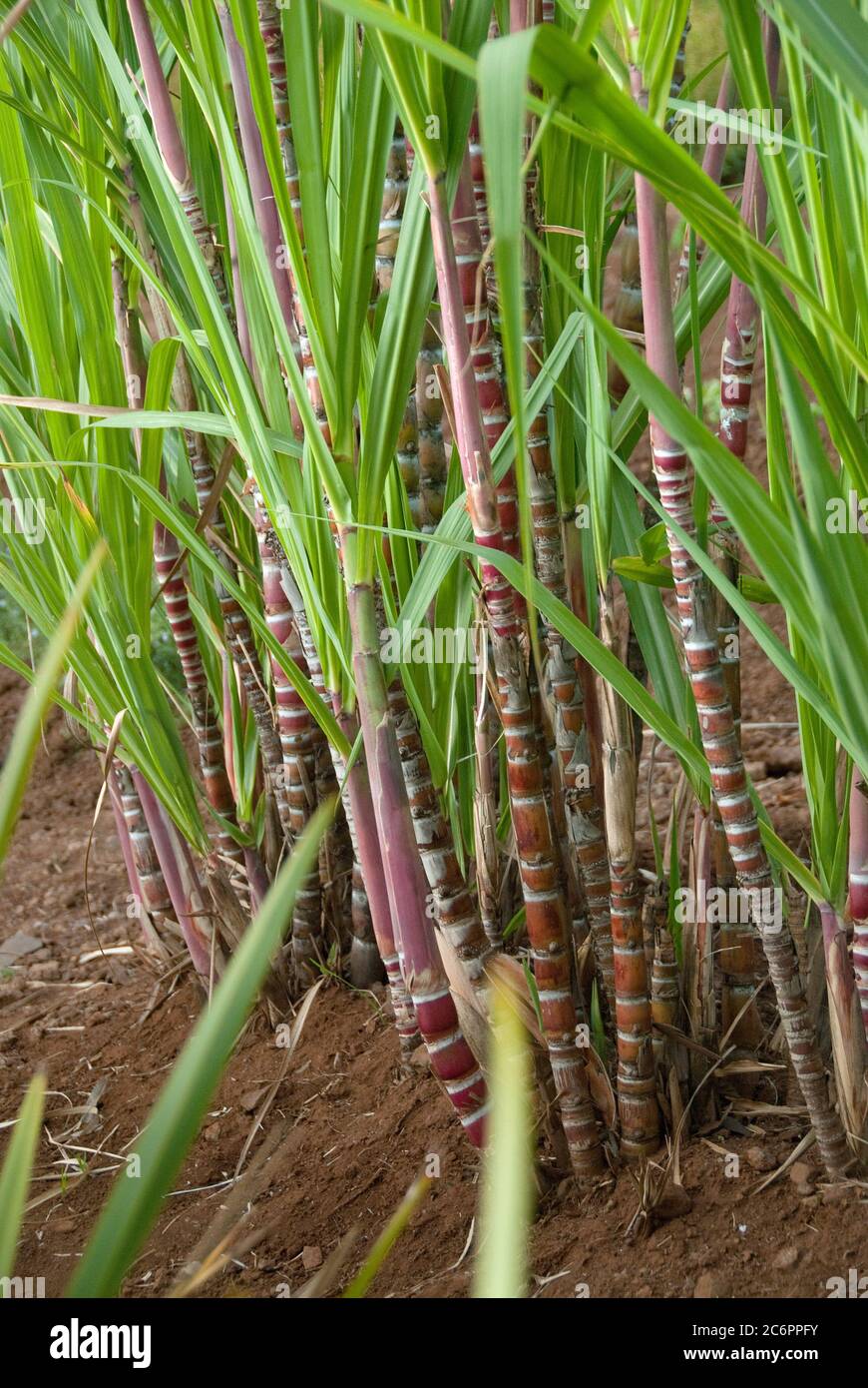 Zuckerrohr Saccharum officinarum, Zuckerrohr Saccharum officinarum Stockfoto