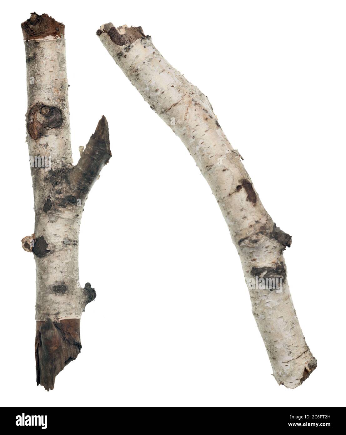 Zwei Birken-Sticks isoliert auf weißem Hintergrund Stockfoto