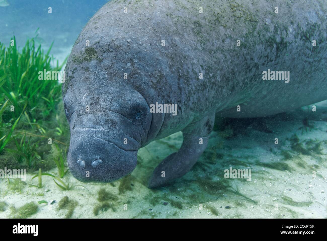 Ein neugieriges, junges westindisches Manatee-Kalb (Trichechus manatus) nähert sich im flachen Wasser von Hunter Springs, i, einer Kamera eines Unterwasserfotografen Stockfoto
