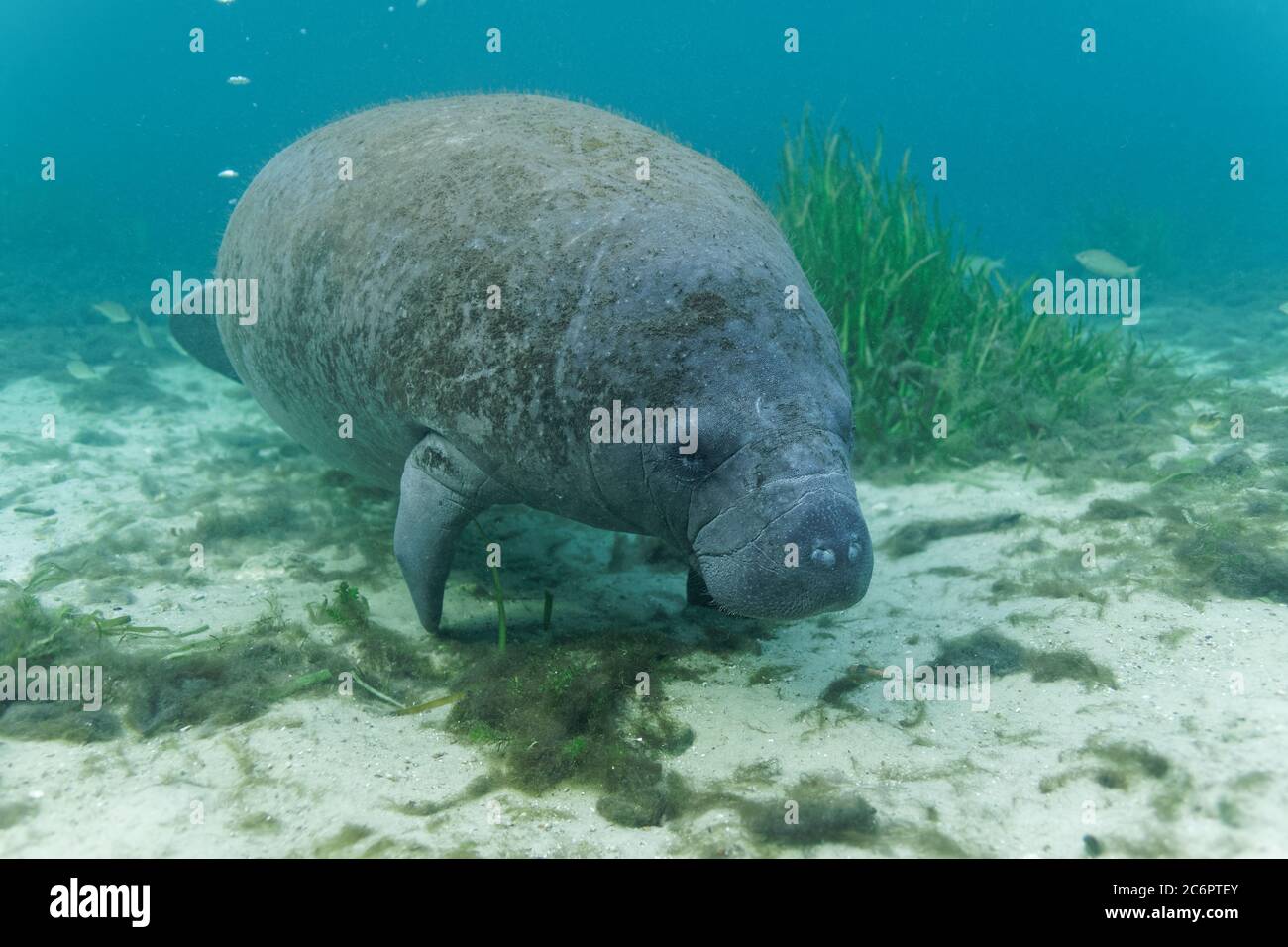 Ein neugieriges, junges westindisches Manatee-Kalb (Trichechus manatus) nähert sich im flachen Wasser von Hunter Springs, i, einer Kamera eines Unterwasserfotografen Stockfoto