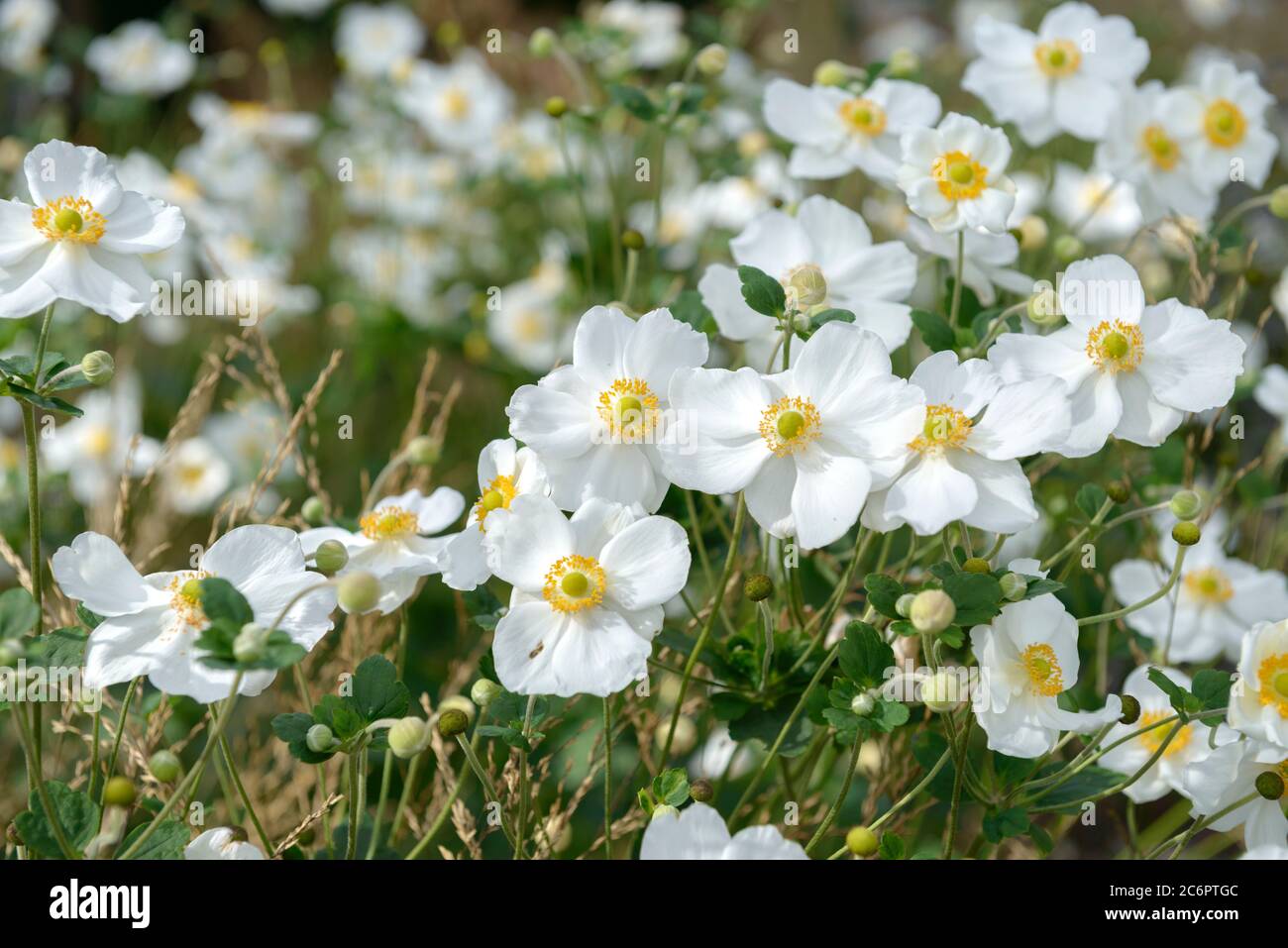 Herbst-Anemone Anemone × hybrida Honorine Jobert, Herbst Anemone Anemone x hybrida Honorine Jobert Stockfoto