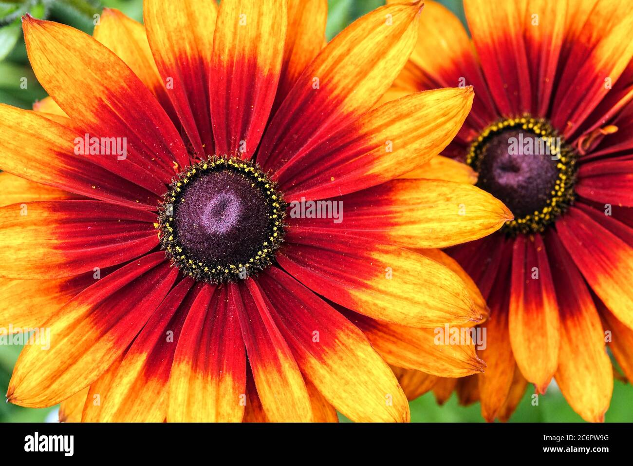 Orange Rudbeckia Cappuccino Schwarze Augen Susan Blumen Zentrum Stockfoto