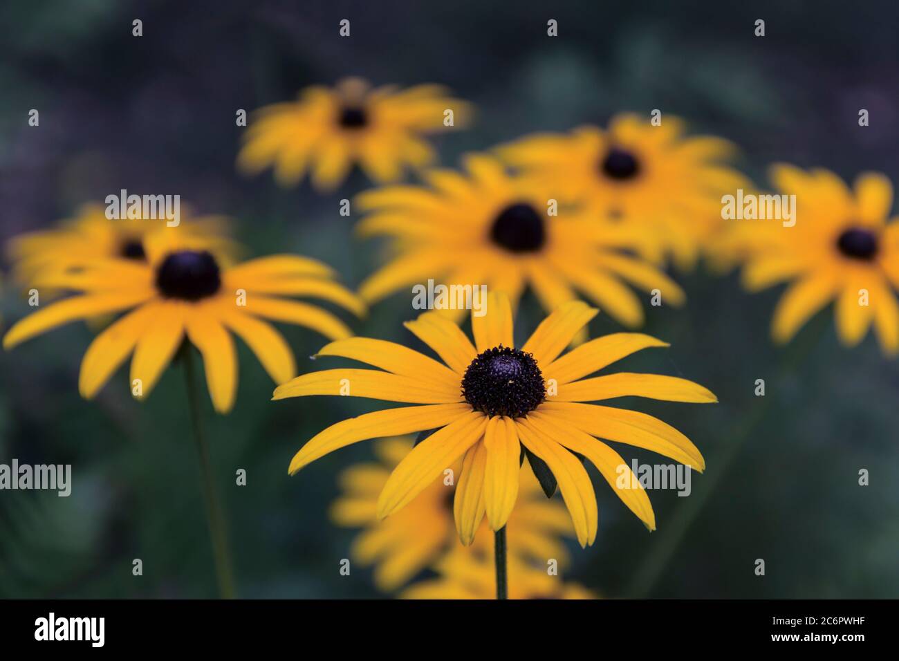 Schöne orangefarbene Blumen schaffen eine tolle sonnige Stimmung Stockfoto