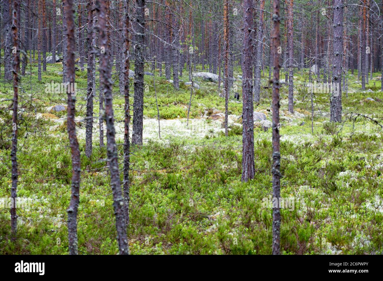 Wald mit Bäumen und Moos, Fokus auf den Mittelpunkt Stockfoto