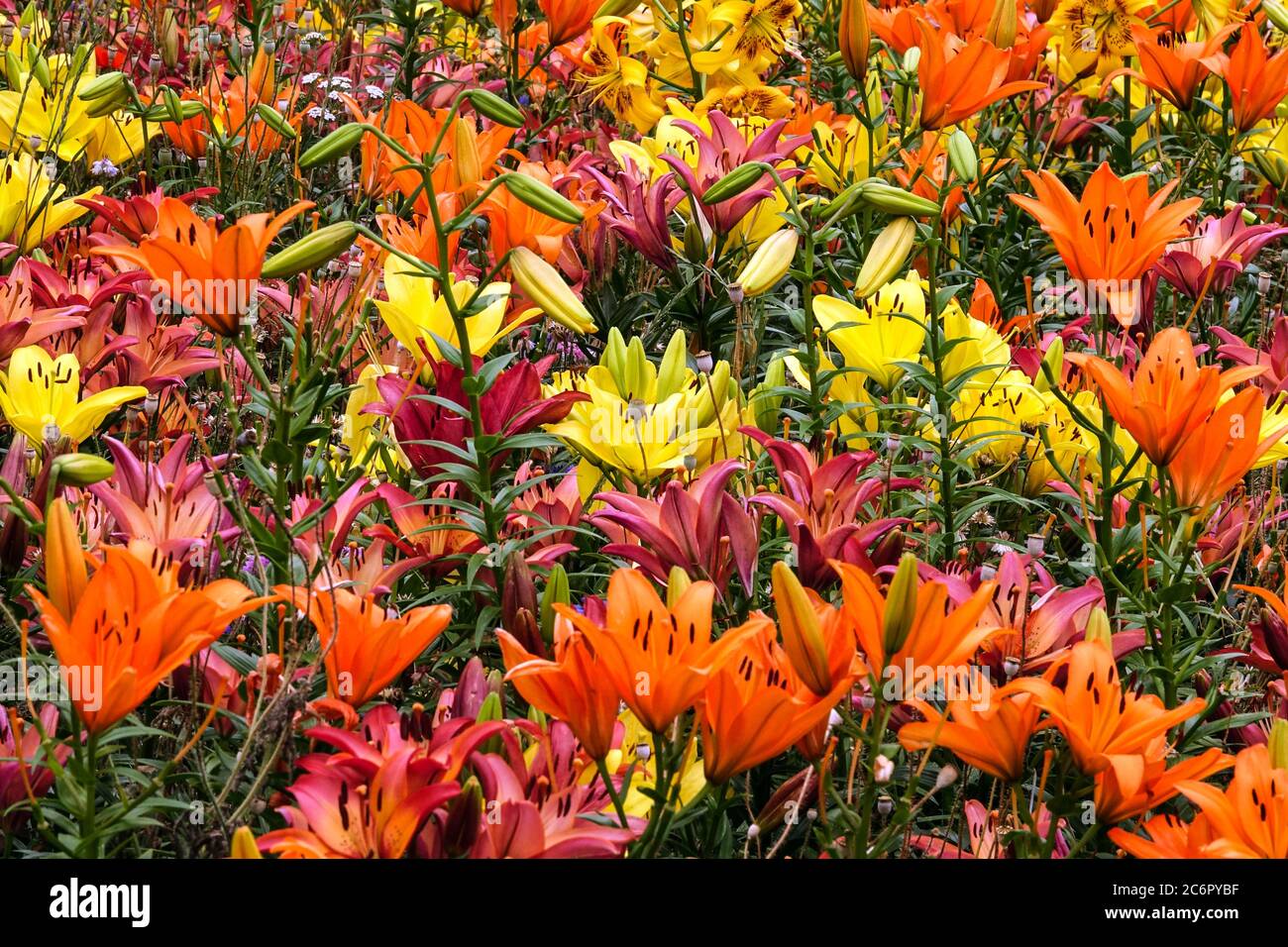 Orange lilium gelbe Lilien Blumenbeet Stockfoto
