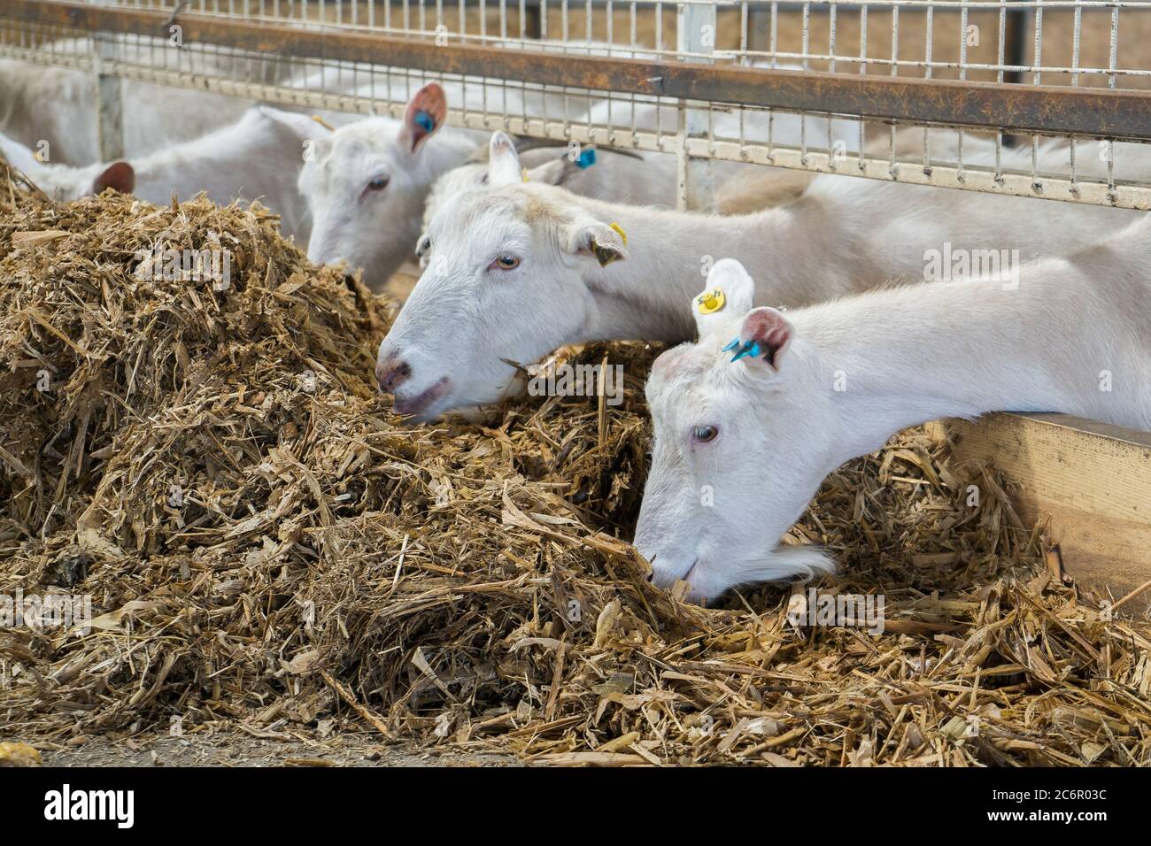 Weiße Ziegen auf einer Ziegenfarm. Ziegen, die für Milch angebaut werden, fressen Heu auf einem Bauernhof. Viehzucht Stockfoto