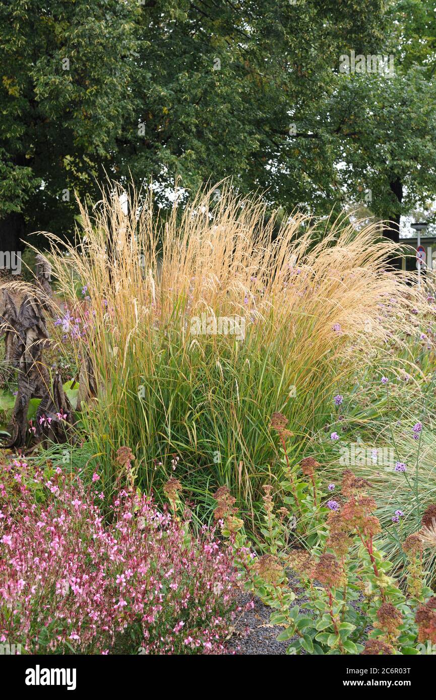 Garten Reitgras Calamagrostis Acutiflora Karl Foerster Garten 