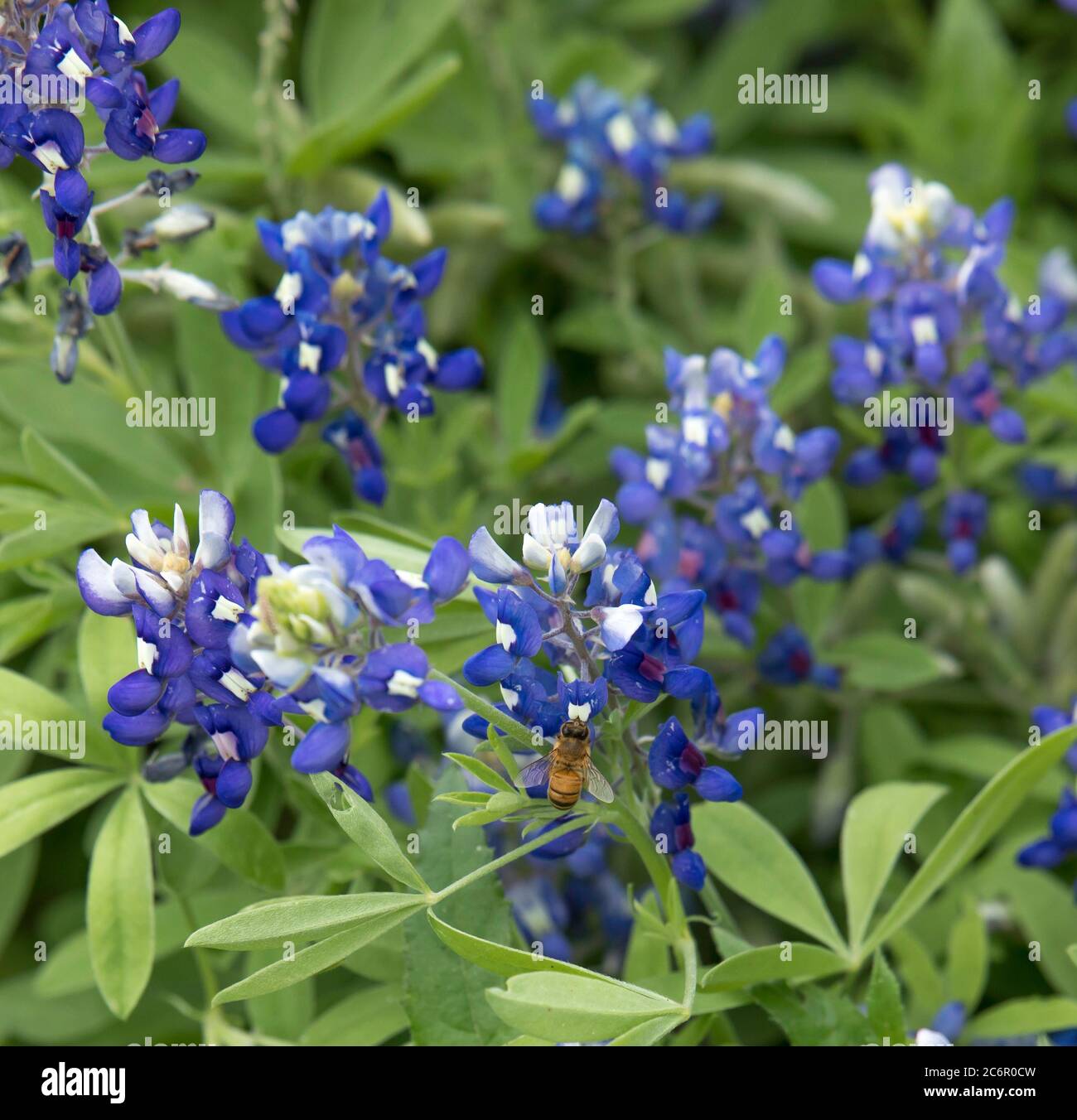 Blick auf den Rücken einer Biene auf einer Texas Bluebonnet Wildblume Stockfoto