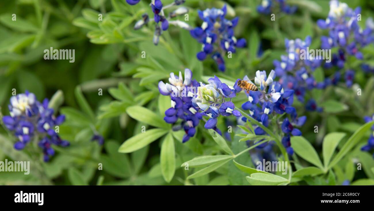 Nahaufnahme einer Biene mit Pollen auf ihren Beinen, die über einer Texas Bluebonnet Wildblume fliegt Stockfoto
