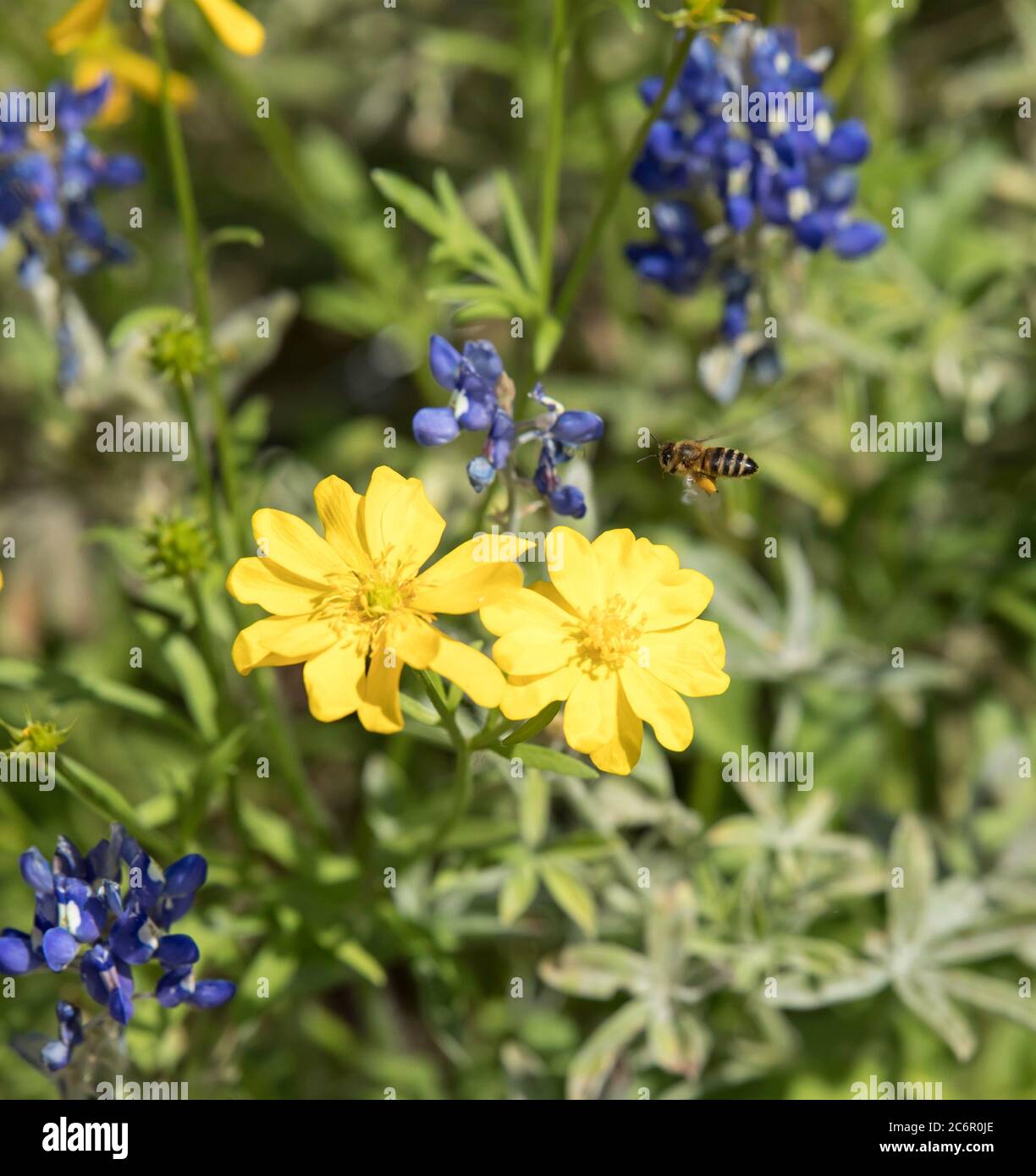Eine Pollen bedeckte Biene, die über einer großen Schmetterlingsblüte fliegt Stockfoto