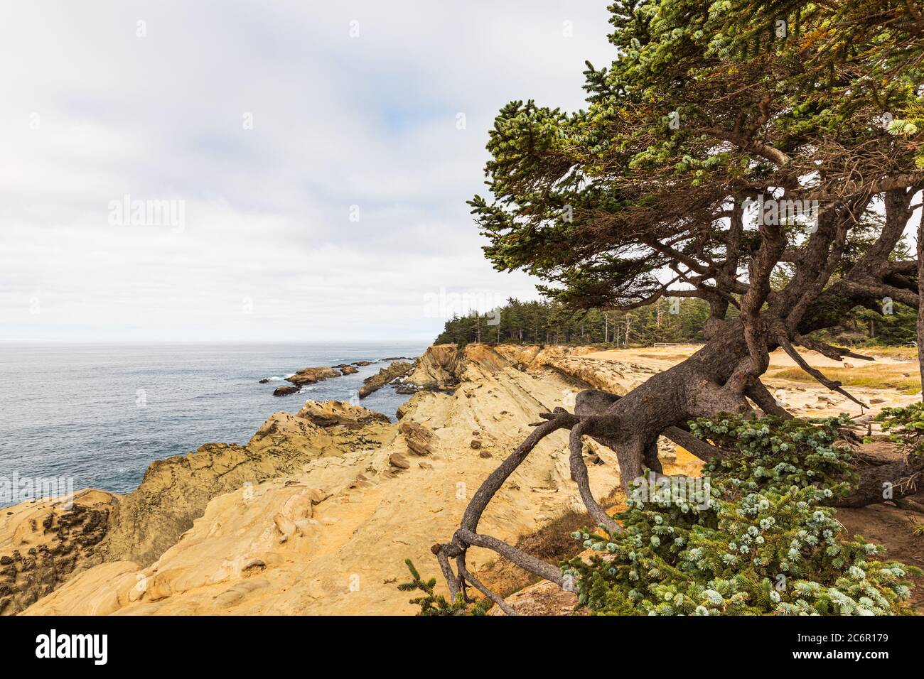 Baum hängt an Wurzeln am Rand der Klippe und blickt auf den Ozean Stockfoto
