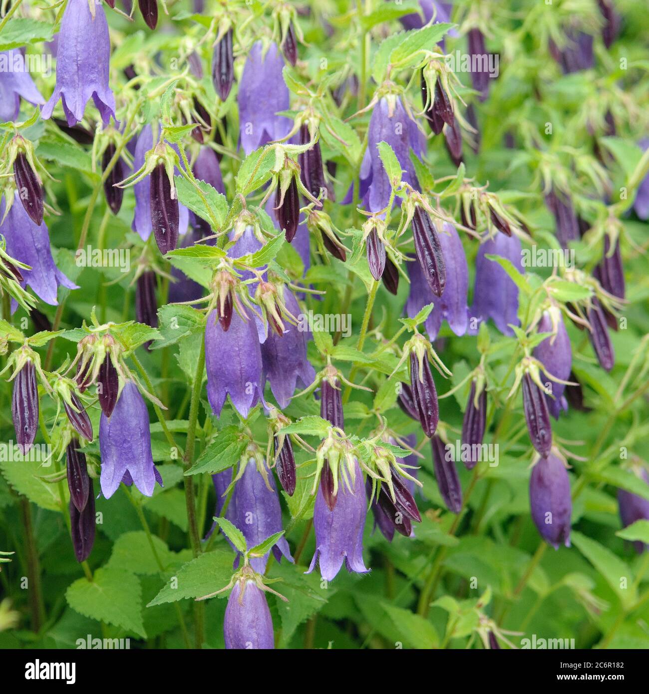 Riesenglockenblume Campanula punctata Sarastro, Riesenglockenblume