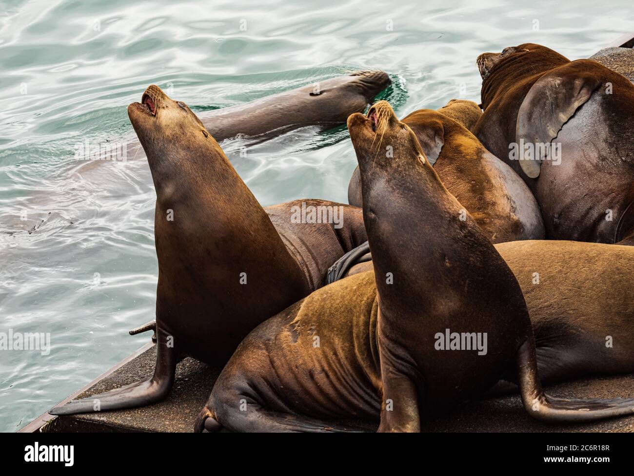 Seelöwen auf einem schwimmenden Pier reagieren auf andere Seelöwen schwimmen vorbei Stockfoto