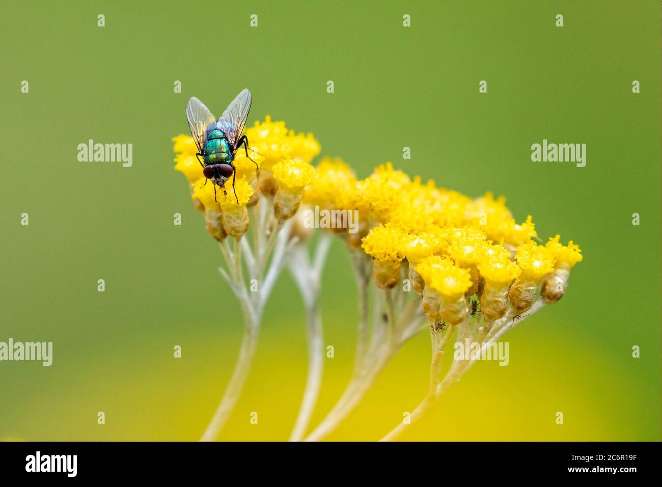 Nahaufnahme einer kleinen, irriabent grünen Fliege auf einer Gruppe von leuchtend gelben Blütenköpfen Stockfoto