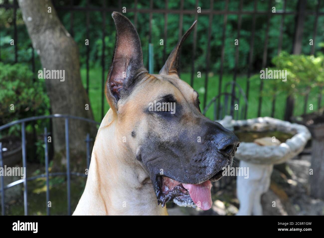Deutsche Dogge Kopf geschossen Stockfoto