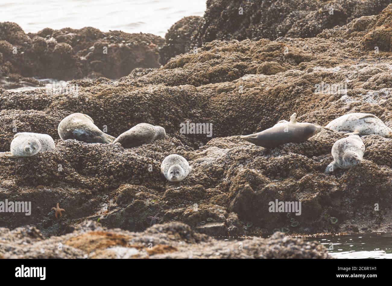 Young Harbour Seal und andere Harbour Seals auf Felsen Stockfoto