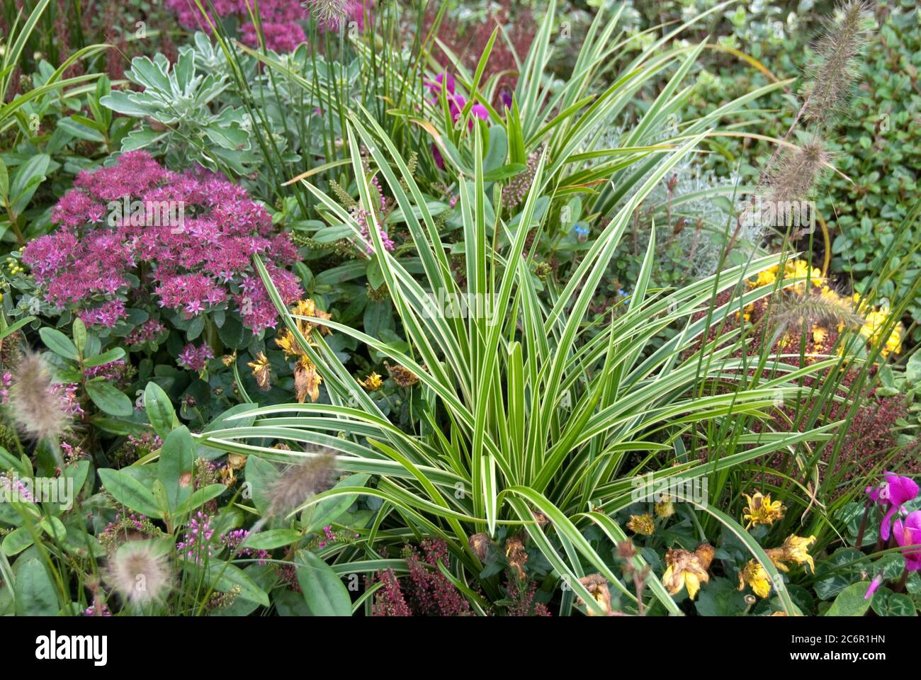 Carex Morrowii Variegata - Weißbunte Japan-Segge 12x Im 9cm Topf