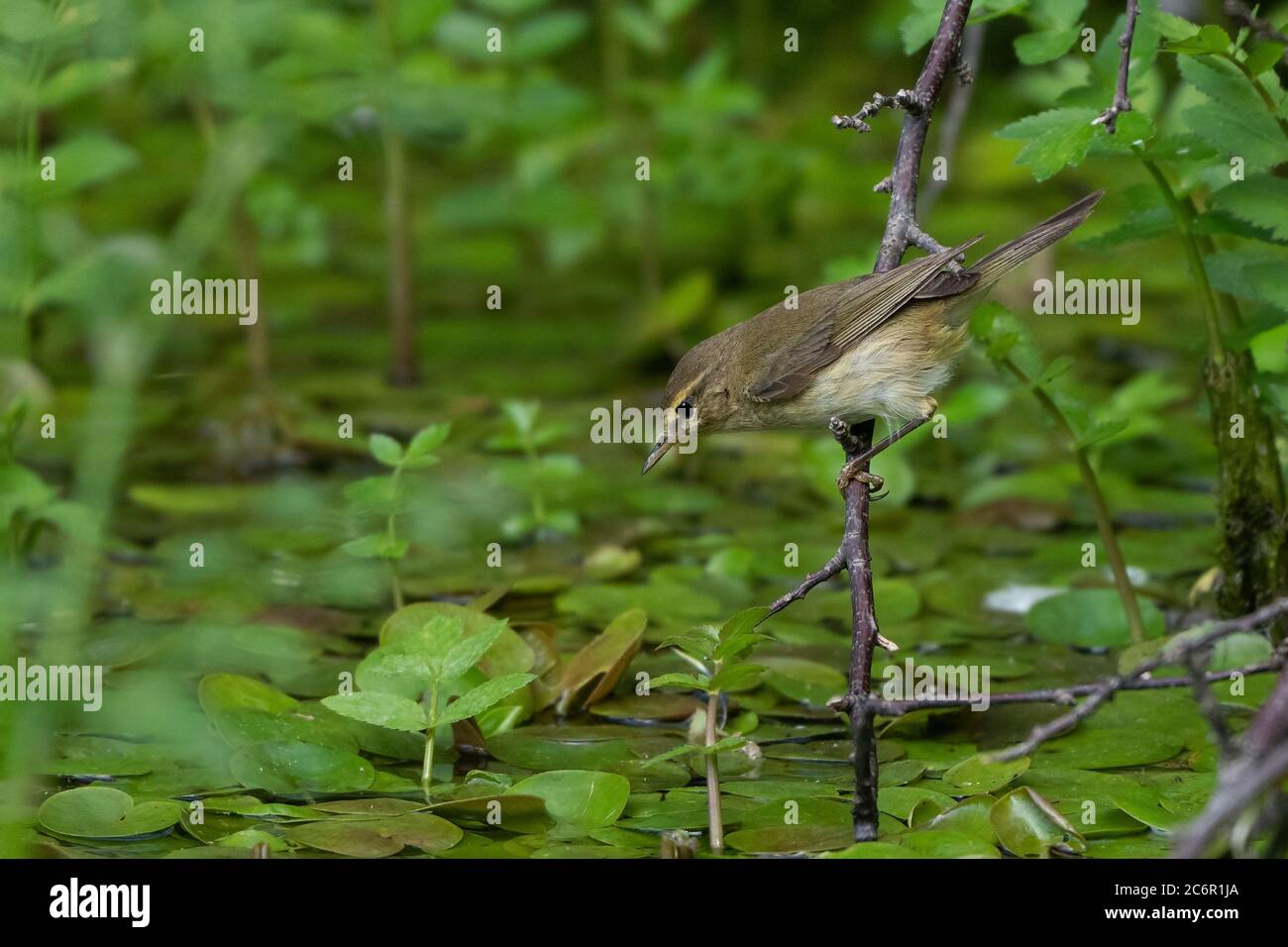 Chiffchaff- Phylloscopus collybita Barsche auf gefransten Seerose - Nymphoides peltata. Stockfoto