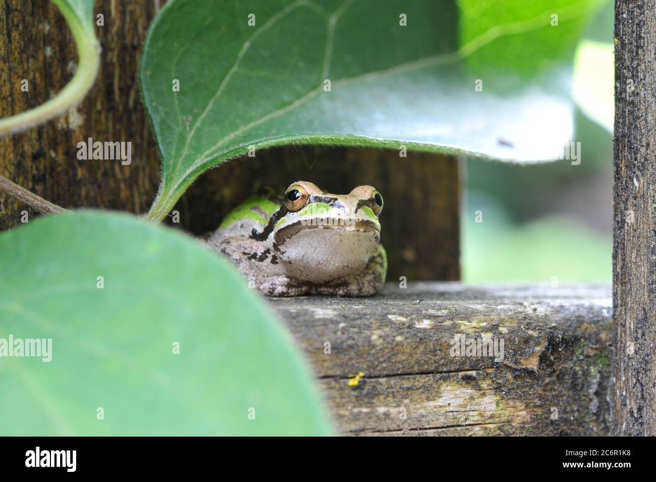 Frosch am Zaun Stockfoto