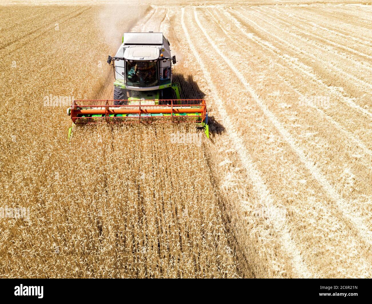 Aerial Drohne Vorderansicht große leistungsstarke industrielle Mähdrescher Maschine ernten golden reifen Weizen Getreidefeld hellen Sommer oder Herbst Tag Stockfoto