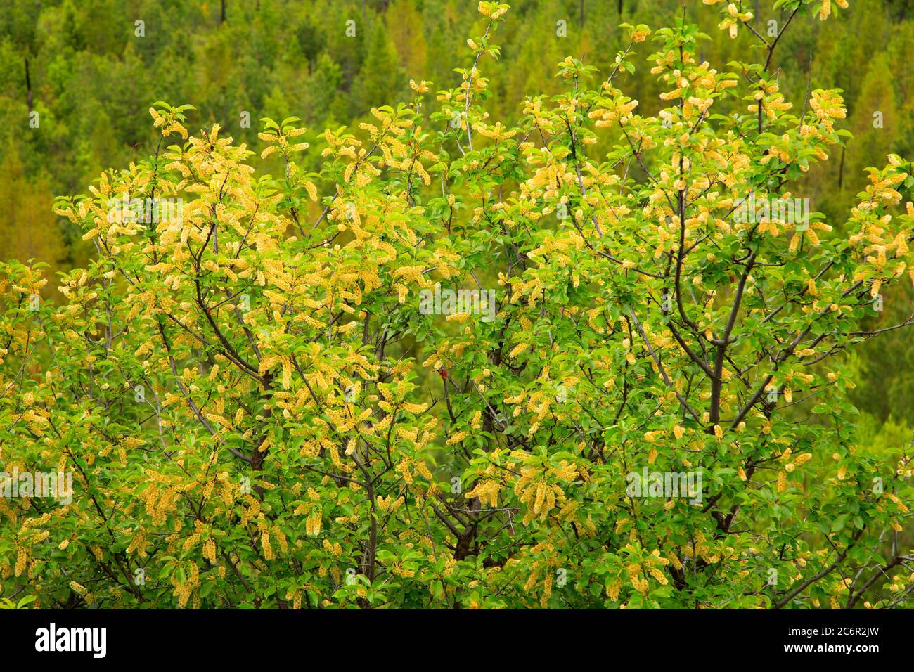 Chokecherry (Prunus virginiana) blüht, Umatilla National Forest, Oregon Stockfoto