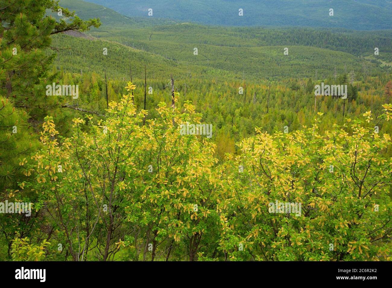 Chokecherry (Prunus virginiana) blüht, Umatilla National Forest, Oregon Stockfoto