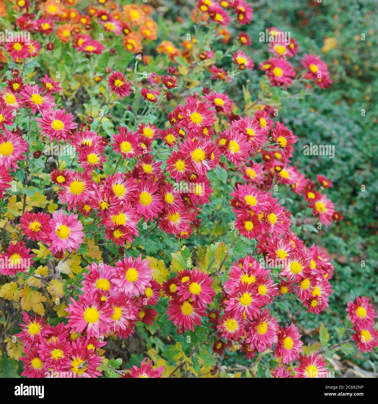 Chrysantheme Chrysantheme Vesuv, Chrysantheme Chrysantheme Vesuv Stockfoto