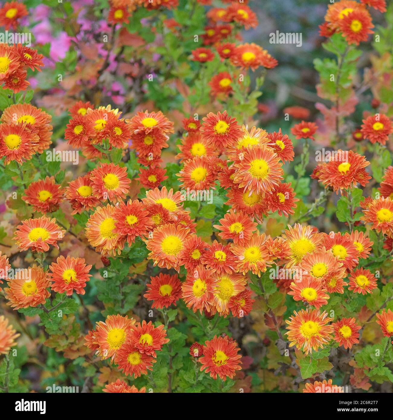 Chrysantheme Chrysantheme Vreneli, Chrysantheme Chrysantheme Vreneli Stockfoto