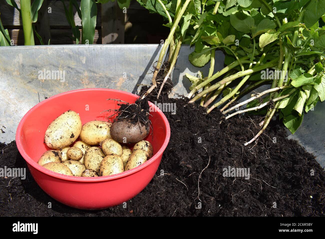 Kartoffel ist die wichtigste Nahrungspflanze der Welt. Es ist krautige mehrjährige Blätter, die nach der Blüte zurück fruiting Knollen Pflanze Bären Blumen mit gelben Staubgefäßen Stockfoto