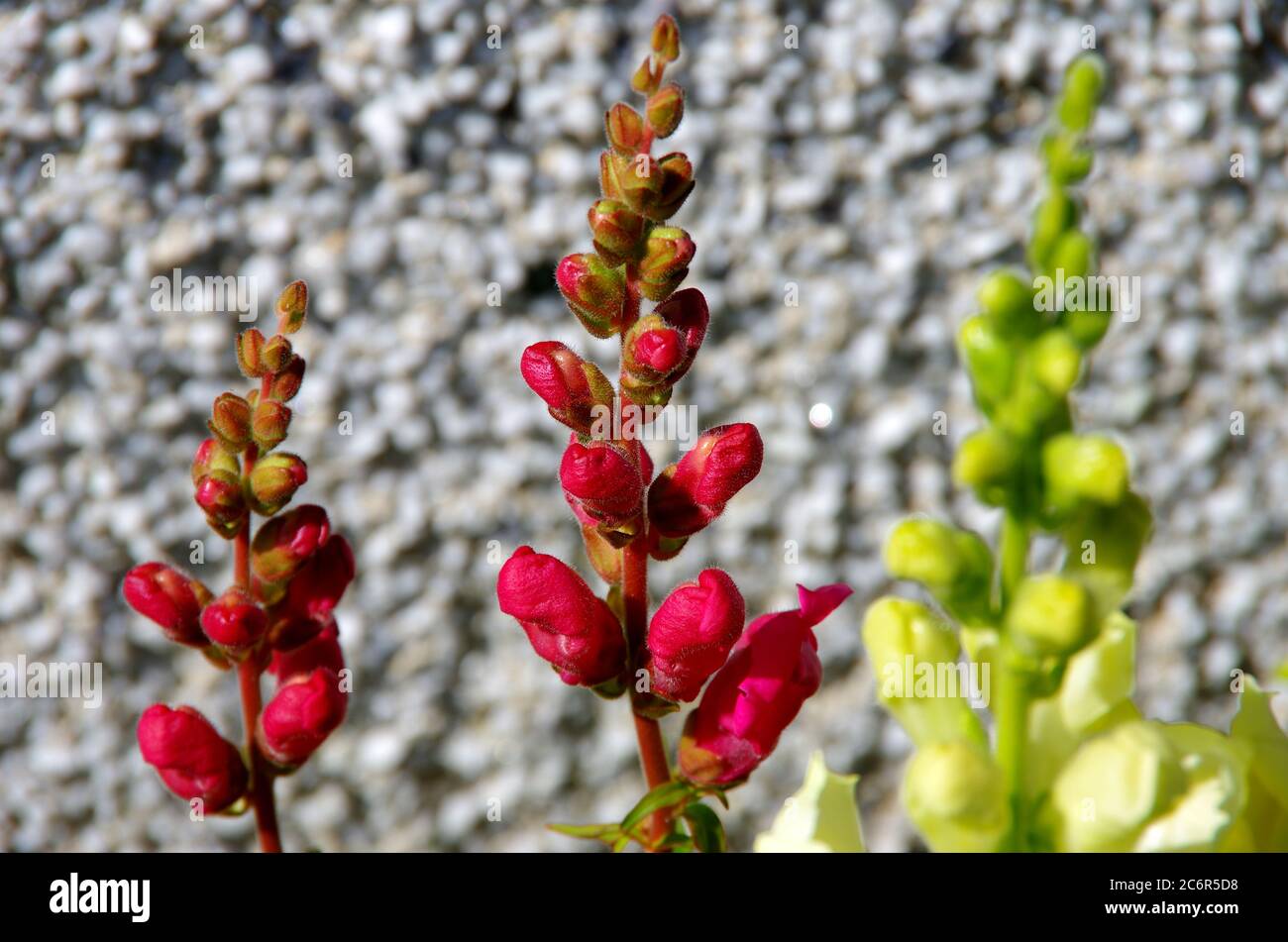 Makro-Blumen Stockfoto
