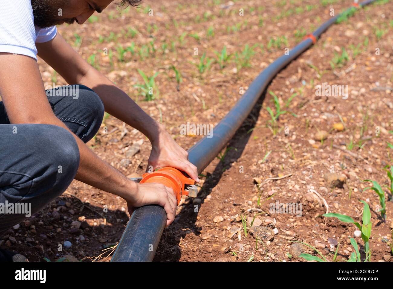 Bewässerungssystem. Wasser sparendes Bewässerungssystem, das in einem jungen Maisfeld verwendet wird. Arbeiter verbindet Leitungen des Bewässerungssystems. Agrarbereich Stockfoto