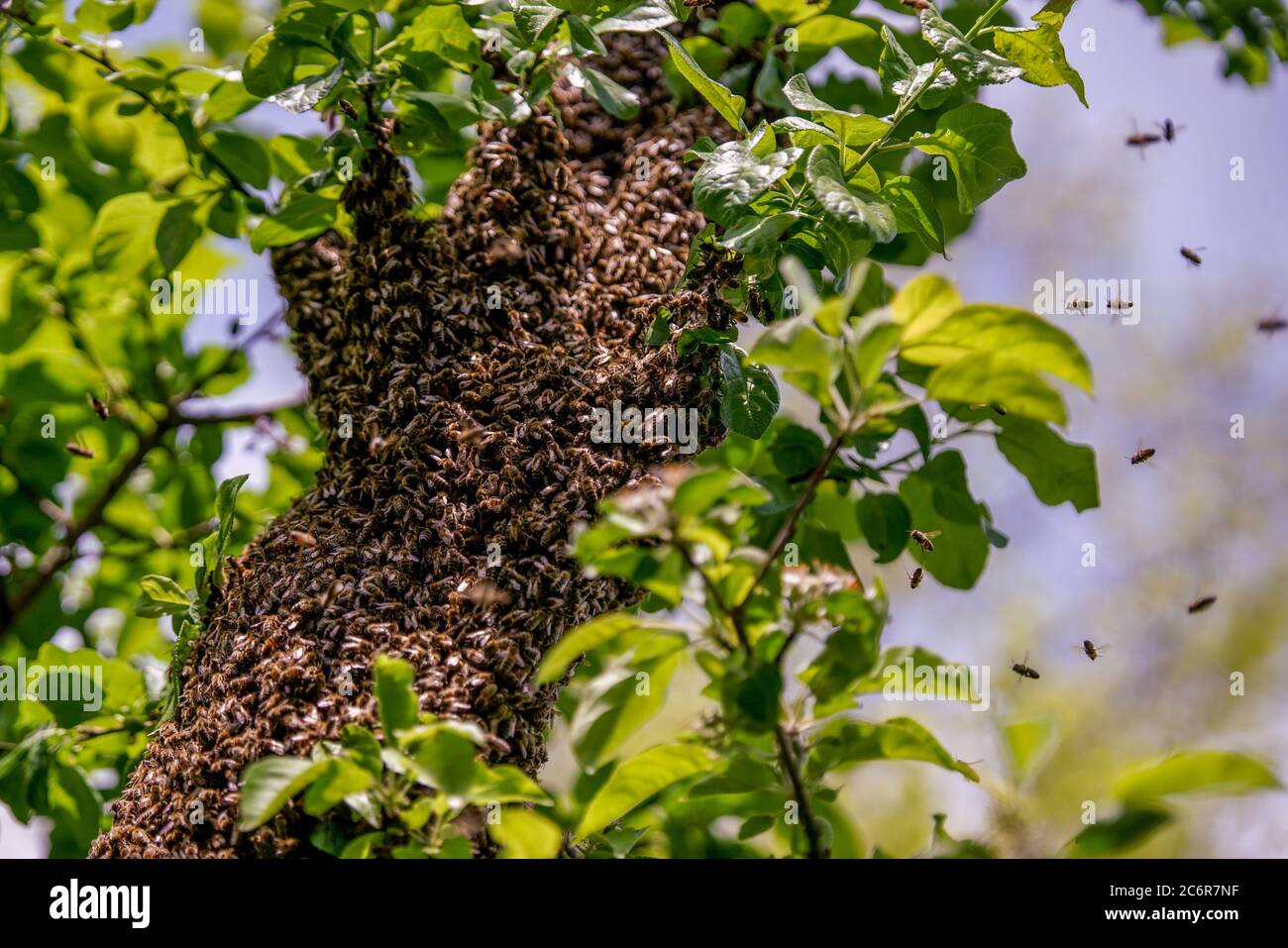 Großer Bienenschwarm in einem Aple Baum. Stockfoto