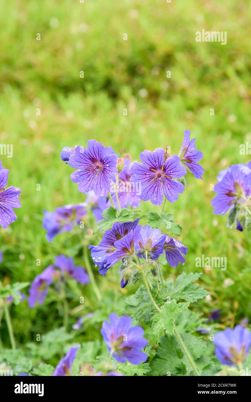 Großer Storchschnabel Geranium × magnificum Rosemoor, Big Geranium x magnificum Rosemoor Stockfoto