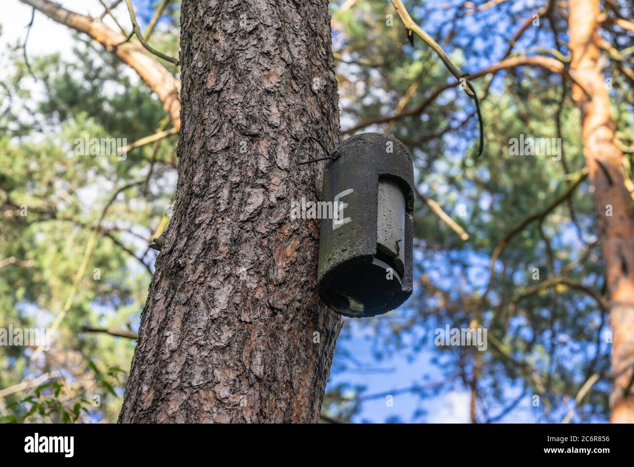 Eine runde Holzbeton Fledermauskiste montiert auf einem Nadelbaum in der kleinen Wald Königsheide in Berlin Fledermäuse zu ermutigen, die Gegend, Deutschland, Europa Stockfoto
