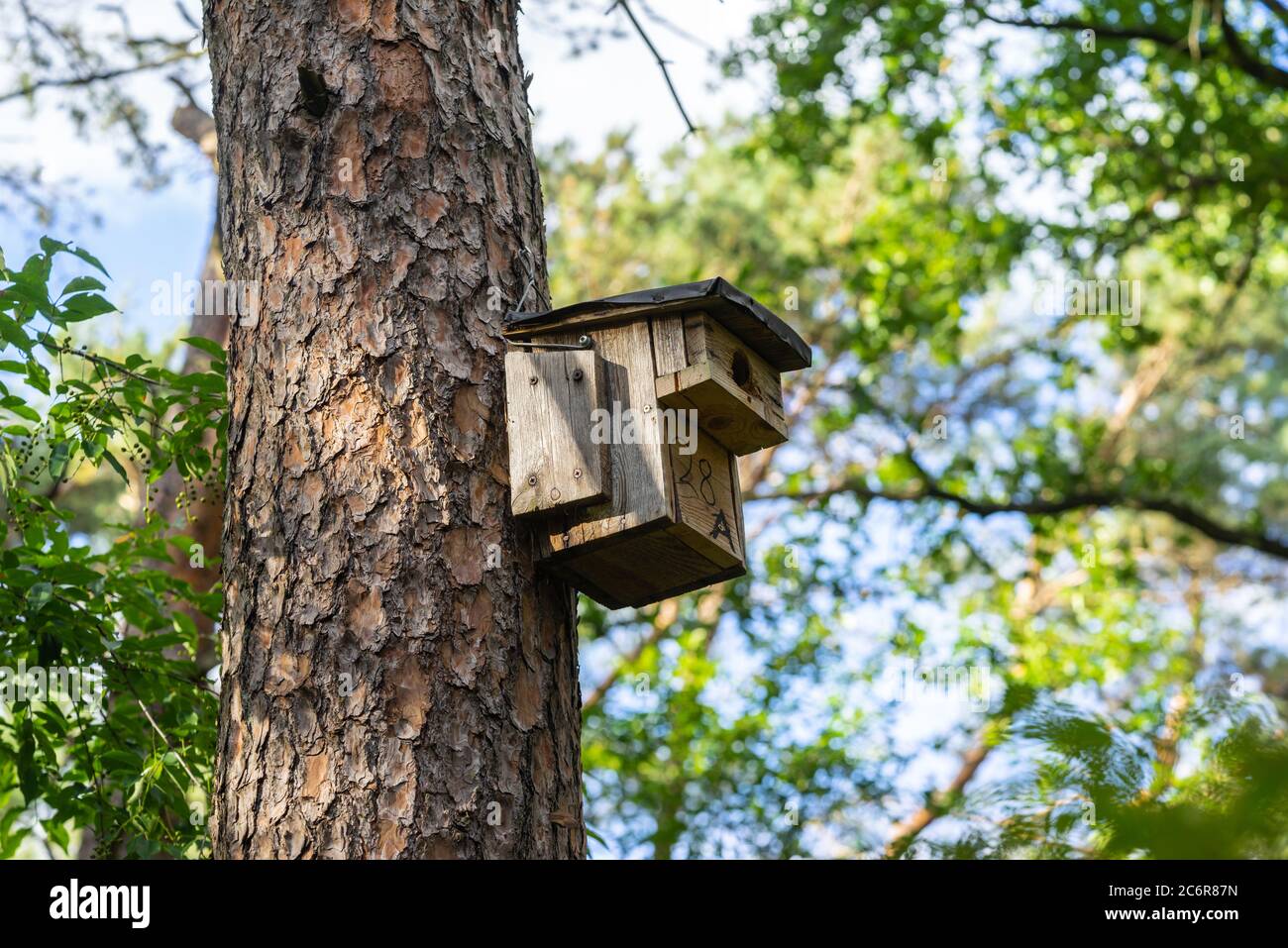 Eine hölzerne Vogelnistkiste, die an einem Nadelbaum im kleinen Wald Königsheide in Berlin montiert ist, um Vögel in die Gegend, Deutschland, Europa zu ermutigen Stockfoto
