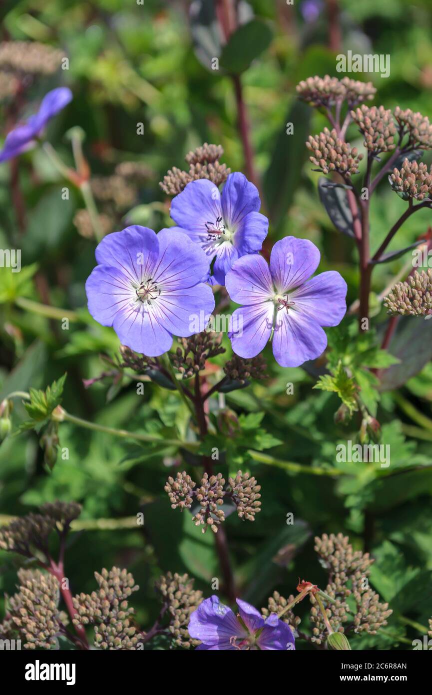 Storchschnabel Geranium ROZANNE, Geranium Rozanne Stockfoto