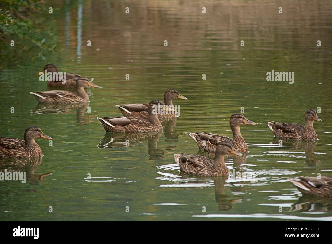 Herde von Enten schwimmen im See, Familie, Frühling, Reflexionen, braun, Ruhe Stockfoto