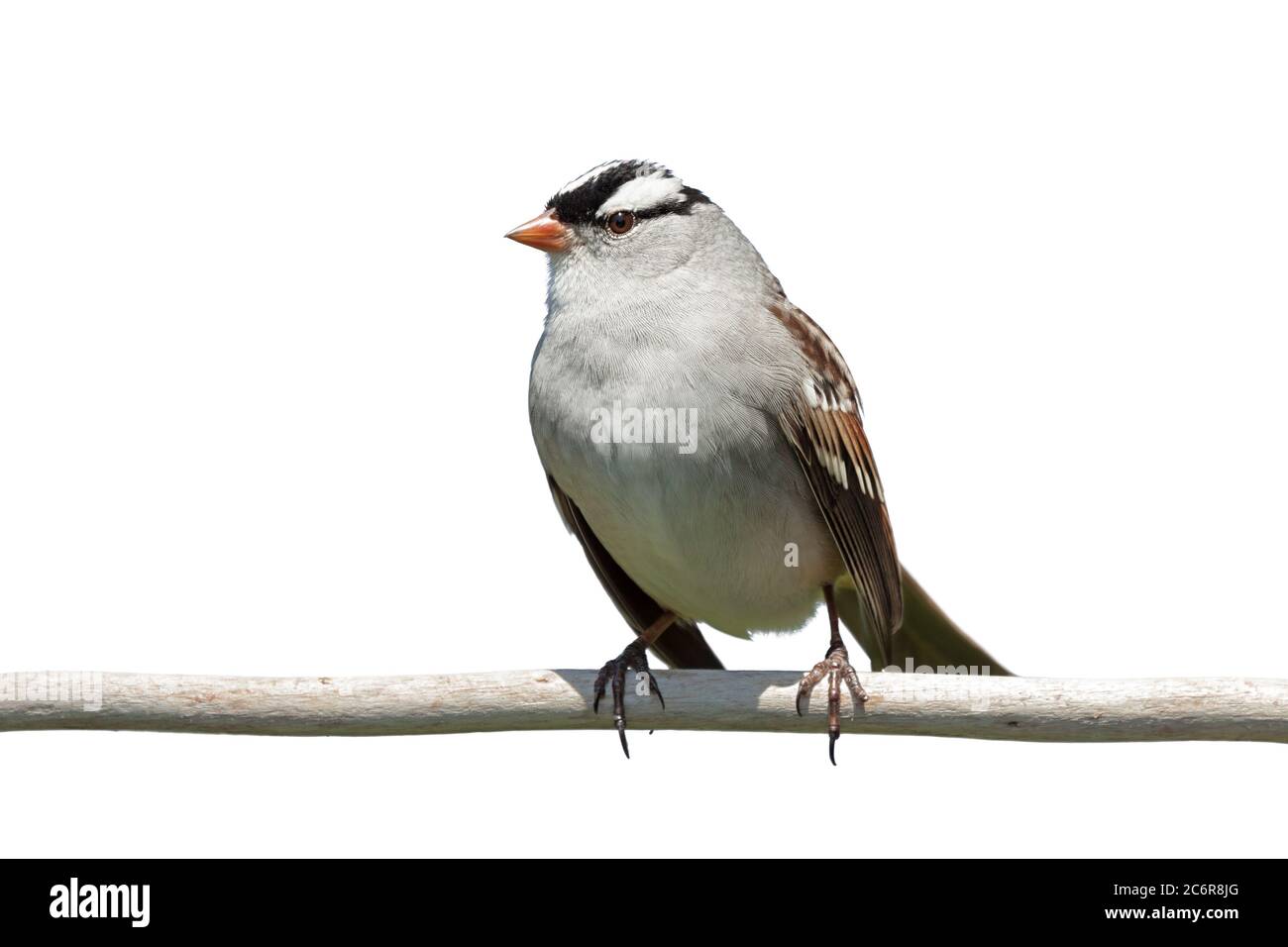 Mit sehr kräftigen weißen und schwarzen Streifen auf dem Kopf sticht ein weißgekrönter Sperling vor weißem Hintergrund hervor. Stockfoto