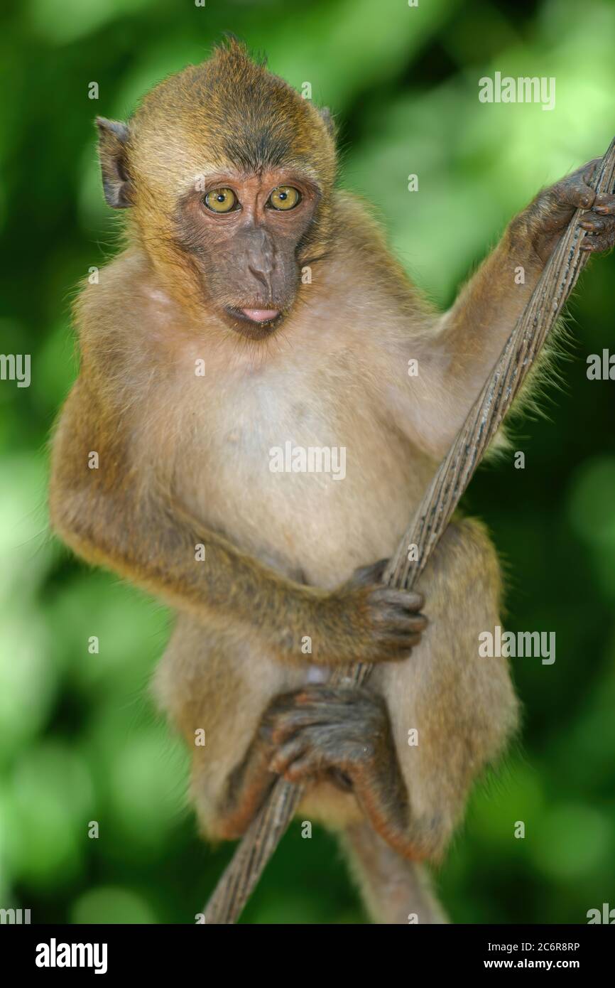 Affe im Tempel Phang Nga - der Suwan Kuha Tempel oder Wat Tam (Höhlentempel) Stockfoto