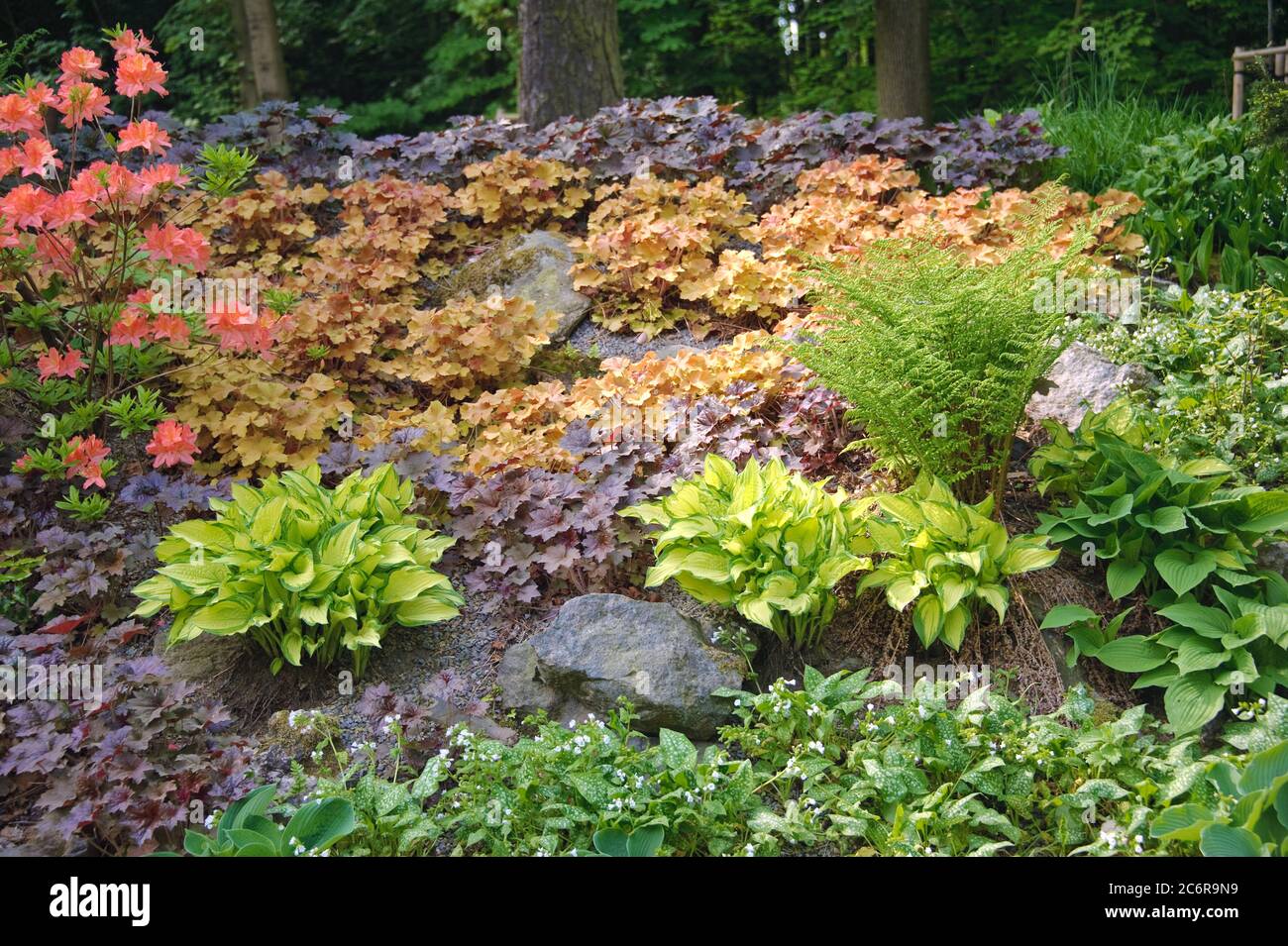 Goldblatt-Funkie Hosta Gold Standard, Purpurgloeckchen Heuchera Caramel, Purpurgloeckchen Heuchera Palace Purple, Azalea mollis, Rhododendron luteum, Stockfoto Goldblatt-Funkie Hosta Gold Standard, Purpurgloeckchen Heuchera Caramel, Purpurgloeckchen Heuchera Palace Purple, Azalea mollis, Rhododendron luteum, Stockfoto