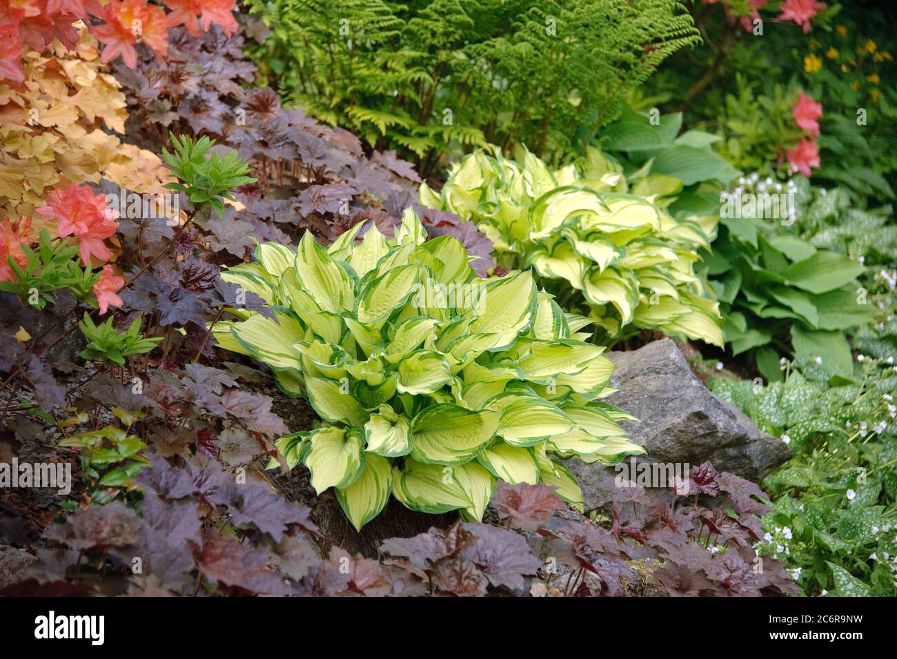 Goldblatt-Funkie Hosta Gold Standard, Purpurgloeckchen Heuchera Palace Purple, Gold Leaf Hosta Hosta Gold Standard, Coral Bells Heuchera Palace Purple Stockfoto Goldblatt-Funkie Hosta Gold Standard, Purpurgloeckchen Heuchera Palace Purple, Gold Leaf Hosta Hosta Gold Standard, Coral Bells Heuchera Palace Purple Stockfoto
