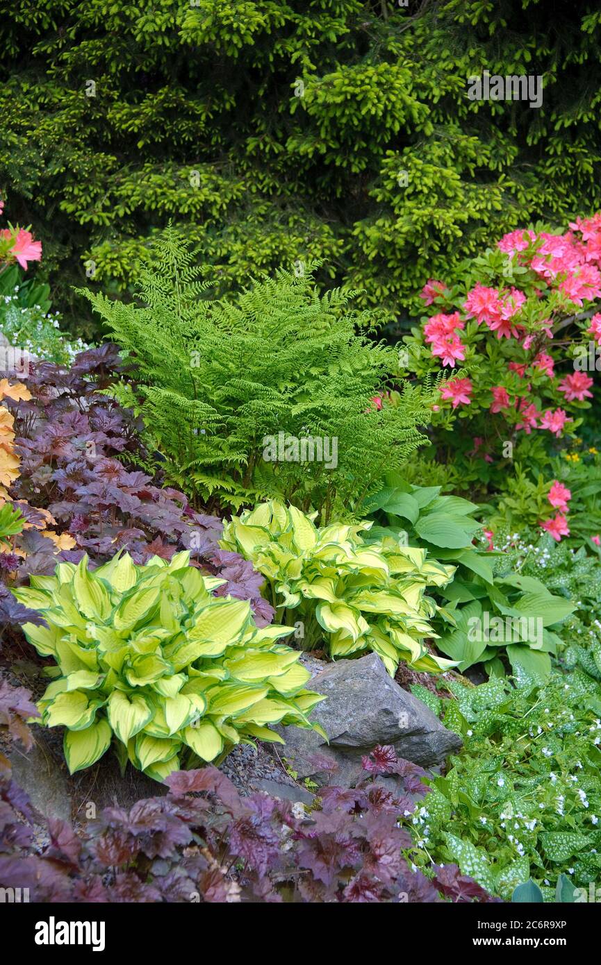 Goldblatt-Funkie Hosta Gold Standard, Purpurgloeckchen Heuchera Palace Purple, Gold Leaf Hosta Hosta Gold Standard, Coral Bells Heuchera Palace Purple Stockfoto Goldblatt-Funkie Hosta Gold Standard, Purpurgloeckchen Heuchera Palace Purple, Gold Leaf Hosta Hosta Gold Standard, Coral Bells Heuchera Palace Purple Stockfoto
