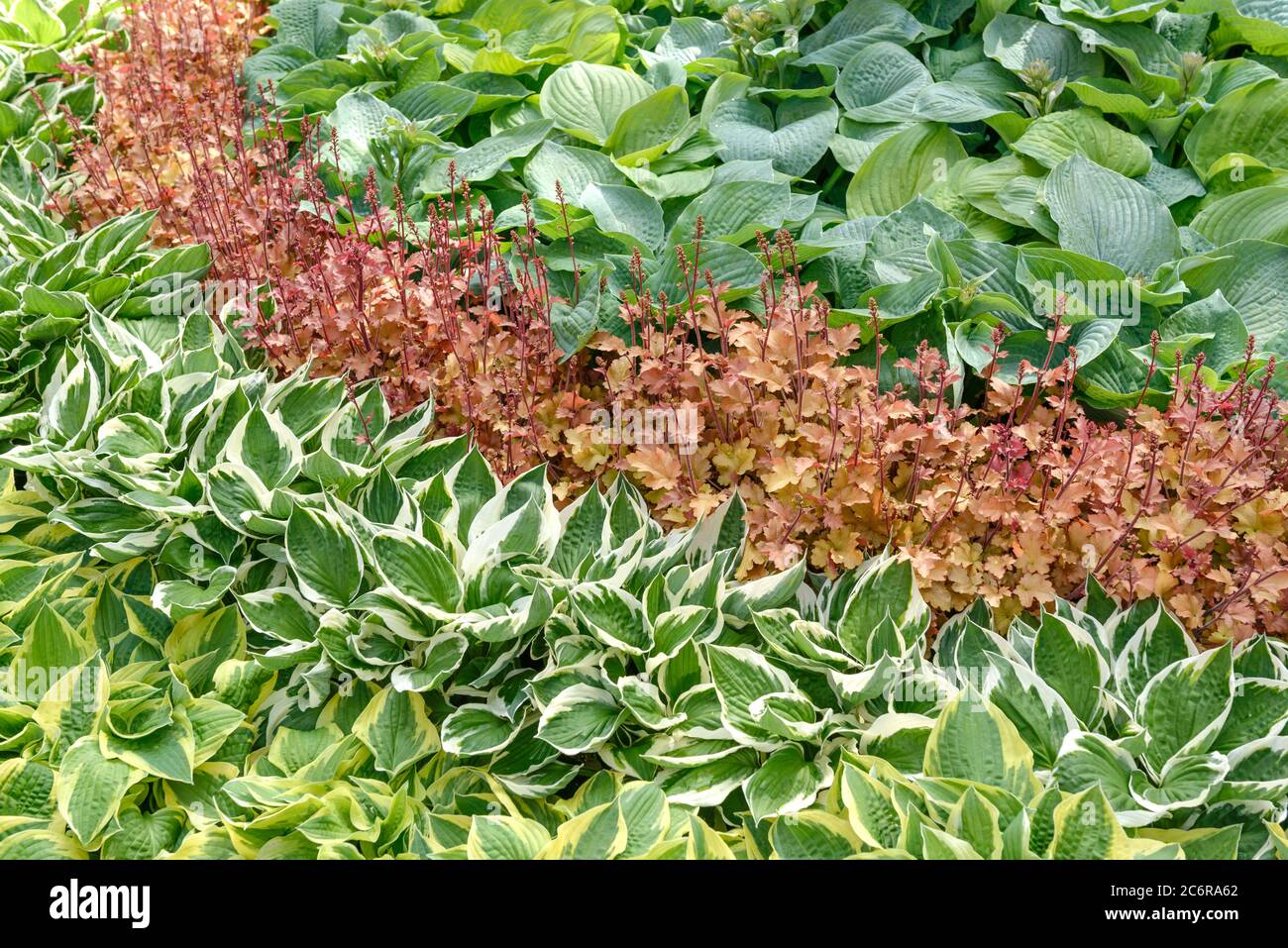 Funkie Hosta Patriot, Purpurgloeckchen Heuchera Marmelade, Funkie Hosta Bressingham Blue, Hosta Hosta Patriot, Coral Bells Heuchera Jam, Hosta Hosta B Stockfoto