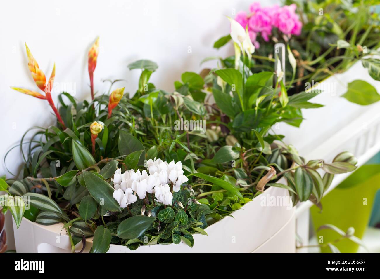 Blühend Cyclamen persicium, Hausgarten, Blumenbeete im Zimmer, Stockfoto