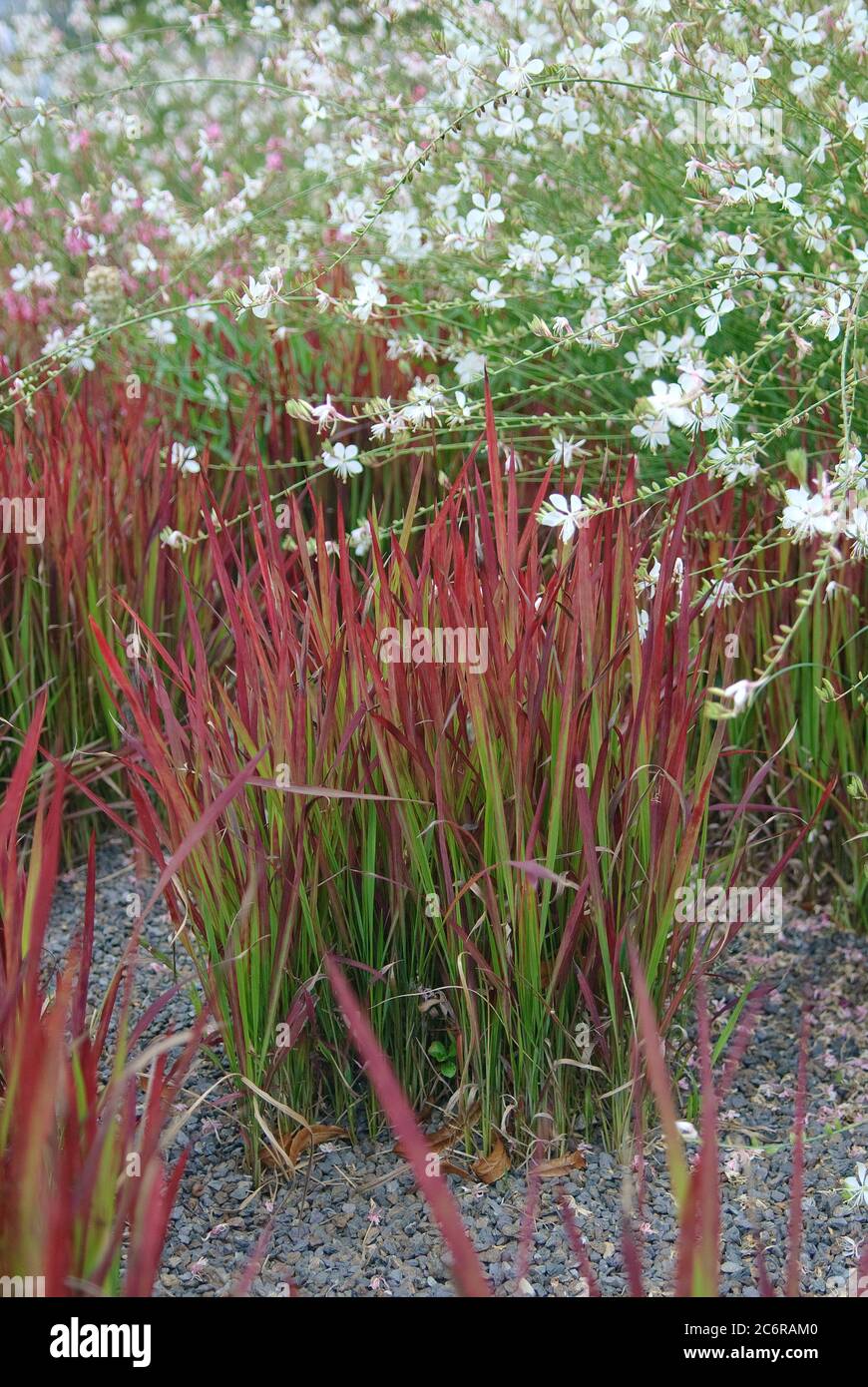glanzmispel carre rouge hhe Glanzmispel Photinia fraseri Carr Rouge Gartenpflanze 19cm 90cm