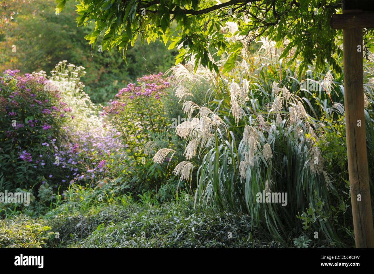 Chinaschilf Miscanthus sinensis Silberfeder, Miscanthus Miscanthus sinensis Silberfeder Stockfoto