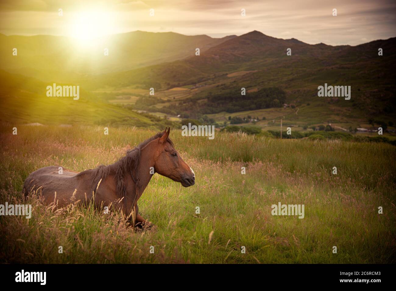 Ich sah dieses Pferd einfach nur entspannen auf dem Feld, wie er die Welt um ihn herum zu betrachten. Stockfoto