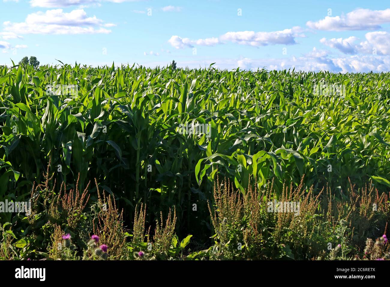 Maisfeld, Maisanbau in Cheshire, Sommer, England, Großbritannien, heiße Sonne, Landwirtschaft Stockfoto